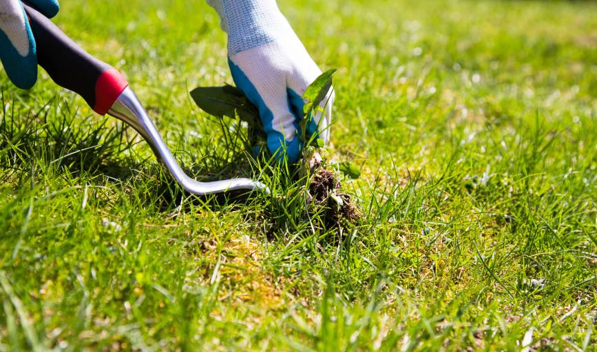 Weed Control